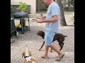 Boulettes ultra fraiches et savoureuses pour chiens par muzoh