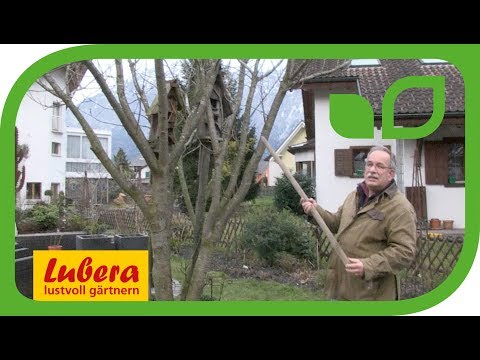 Video: Kann man eine Prunus serrula schneiden?