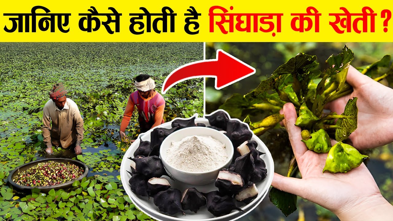 सिंघाड़े की खेती में ये होते है तीन बड़े का water chestnut