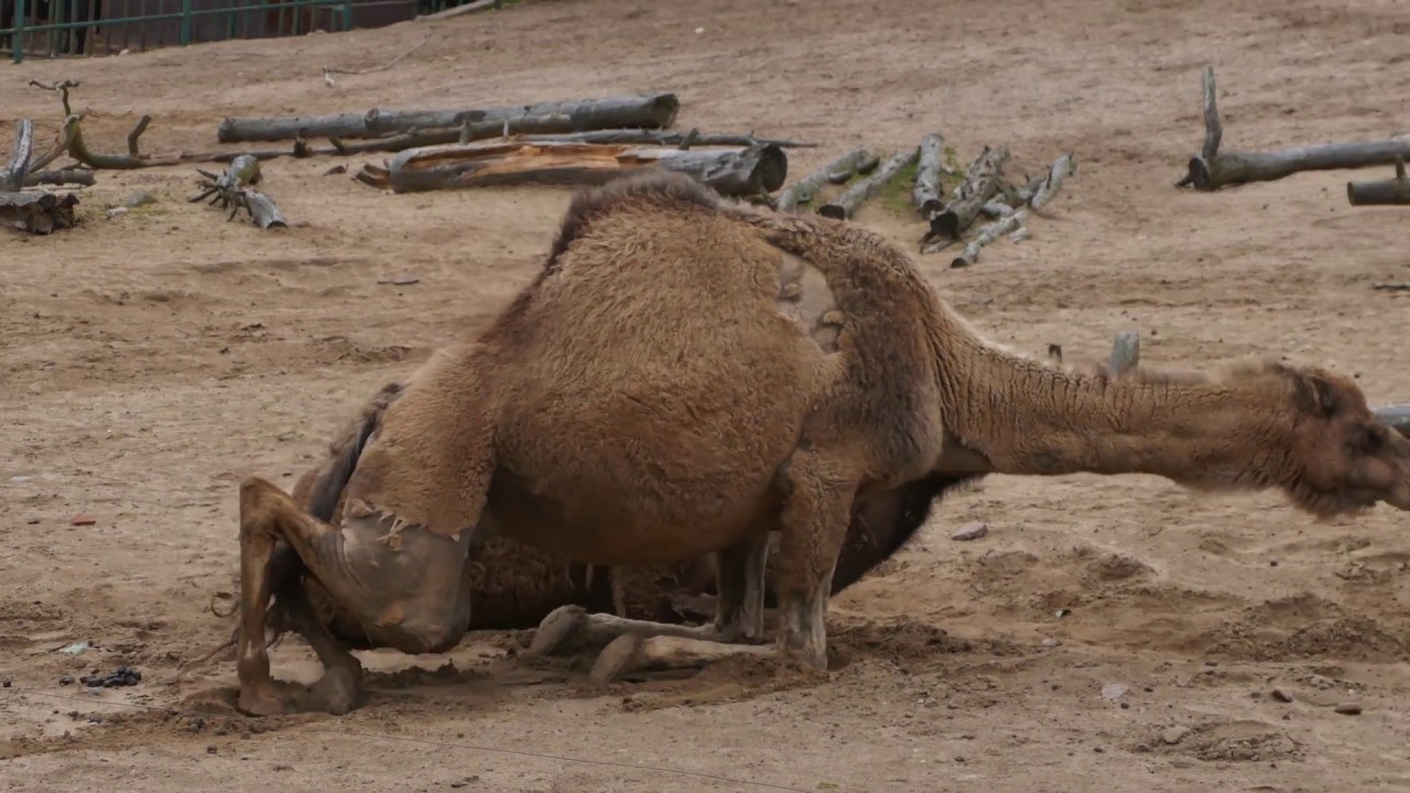 Wie ein Dromedar aufsteht