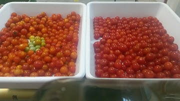 Optical sorter Rayvolution for cherry tomatoes | RAYTEC VISION SpA