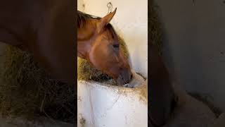 Puppy Meets Horse for the First Time