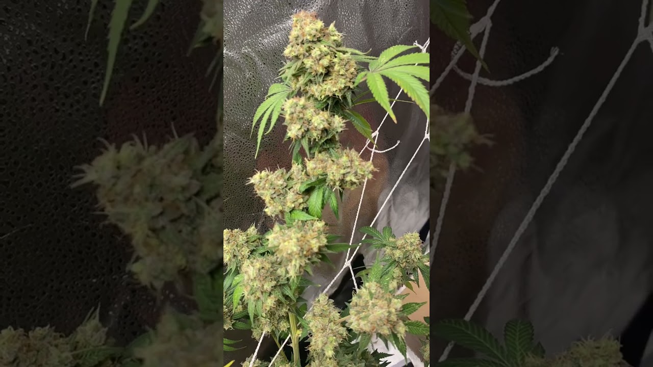 Week 7 1/2 white widow flower