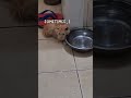 #cat #cuteanimal #madiztrup #cutecat
