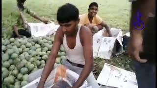 Packaging mangoes for delivery।। আম প্যাকিং করা হচ্ছে ডেলিভারি দেওয়ার জন্য।। Wahda Shop।।