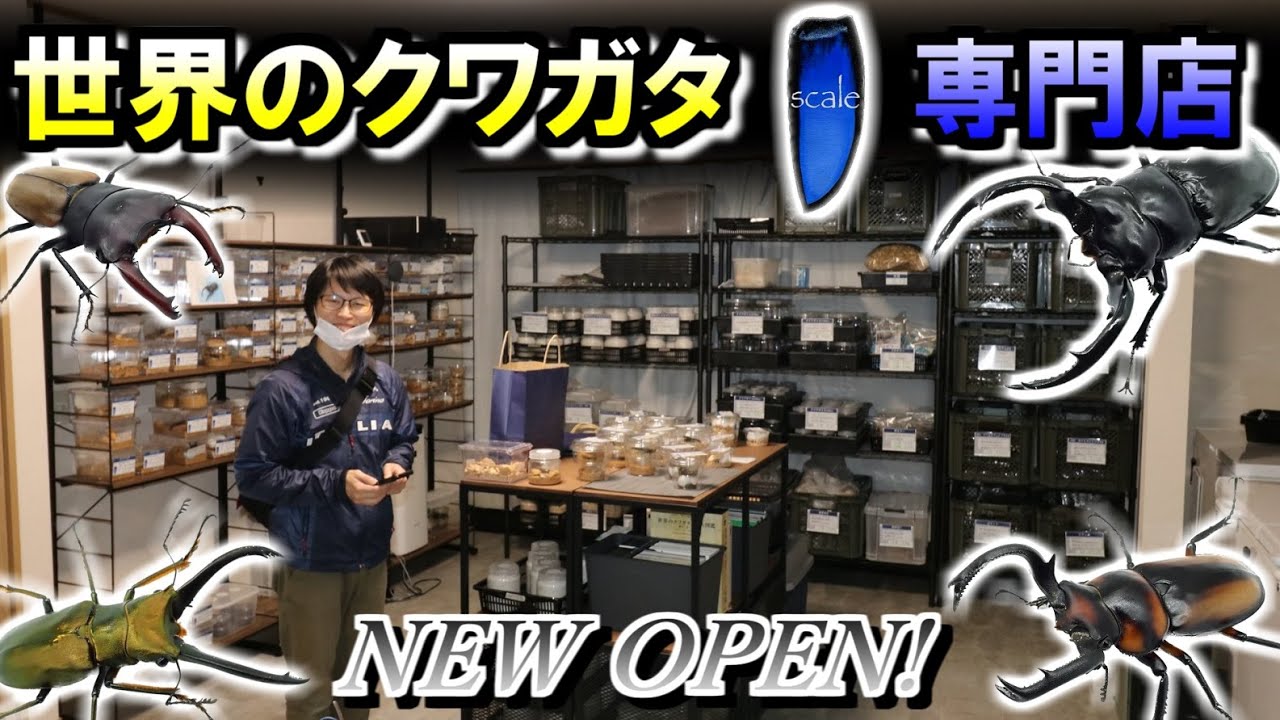 【ショップ訪問】世界のクワガタムシを取り扱う本格的なショップがオープンしたので取材しに行ってみました