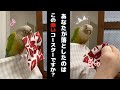 踊っているインコがコースターを落としたので足で拾ってあげた結果・・・