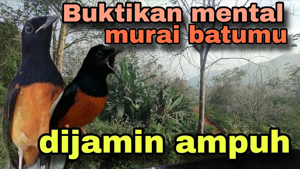 Pancingan murai batu hutan gacor emosi tinggi