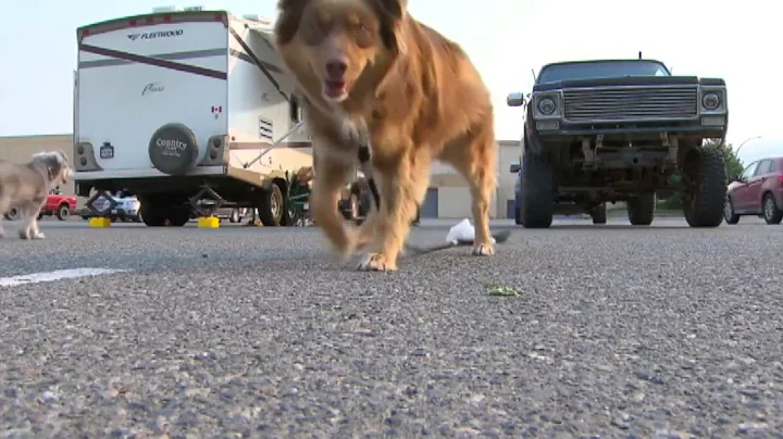 Western Canada wildfires prompt state of emergency, evacuations