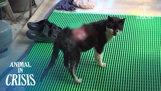 Cat Was Attacked And It's Spine Is Showing... L Animal In Crisis Ep 407