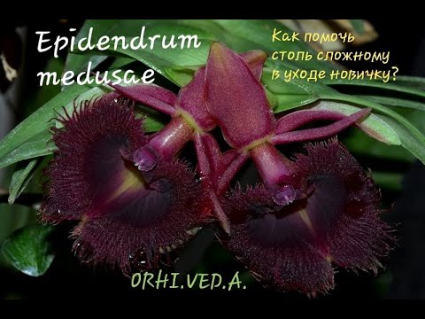 Epidendrum medusae _ Новое, неадаптированное растение _