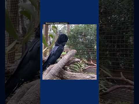 A musk lorikeet and red-tailed black cockatoo become unexpected friends