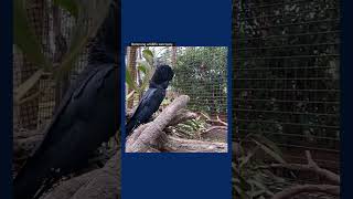 A musk lorikeet and red-tailed black cockatoo become unexpected friends