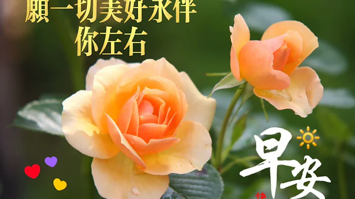 早安祝福语- 早安图片+ 轻松音乐/ 玫瑰花集/ Good Morning Wishes+ happy music/ rose - 天天要闻