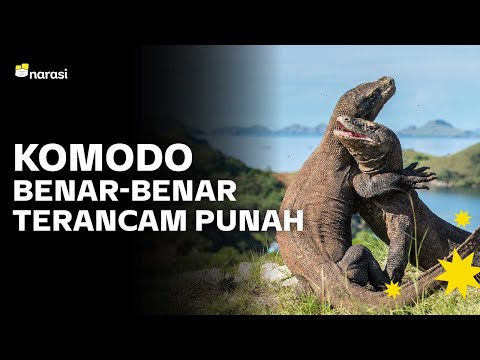 Video: Mengapa periwinkle kemerahan terancam punah?