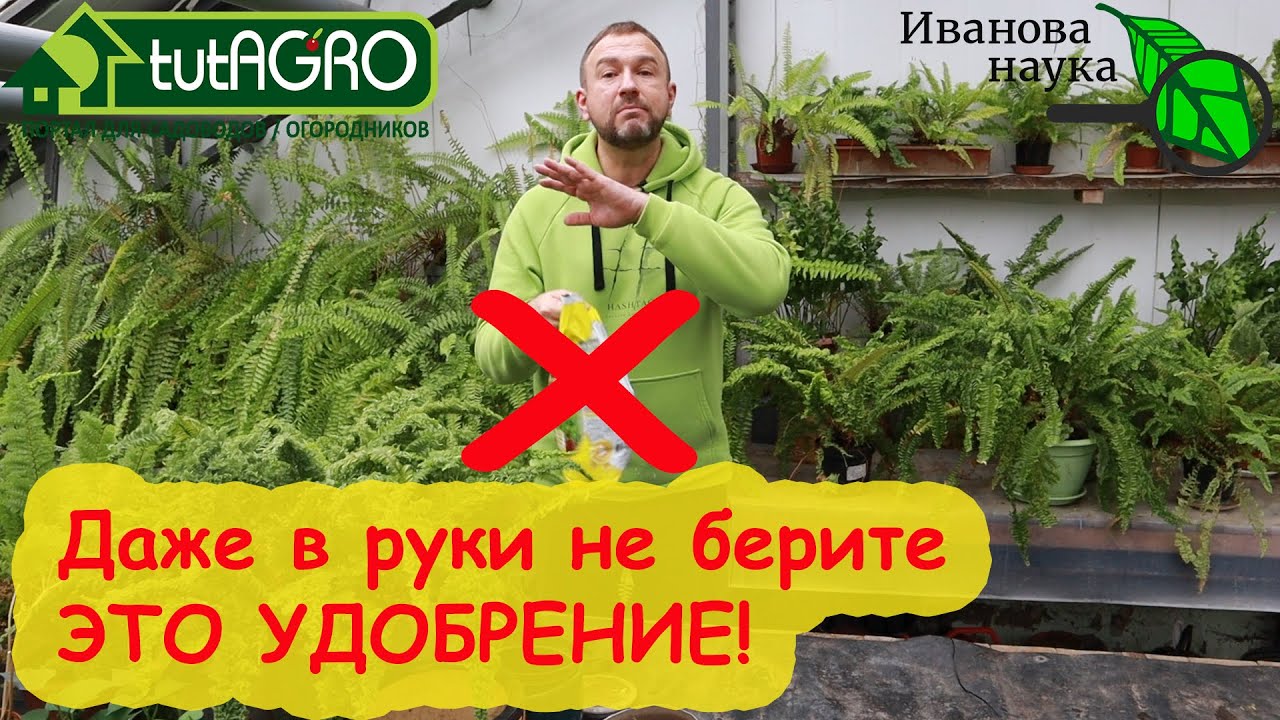 Стоп! Никогда не используйте это удобрение для рассады и подкормок! Рассада будет хилой и сгорит!