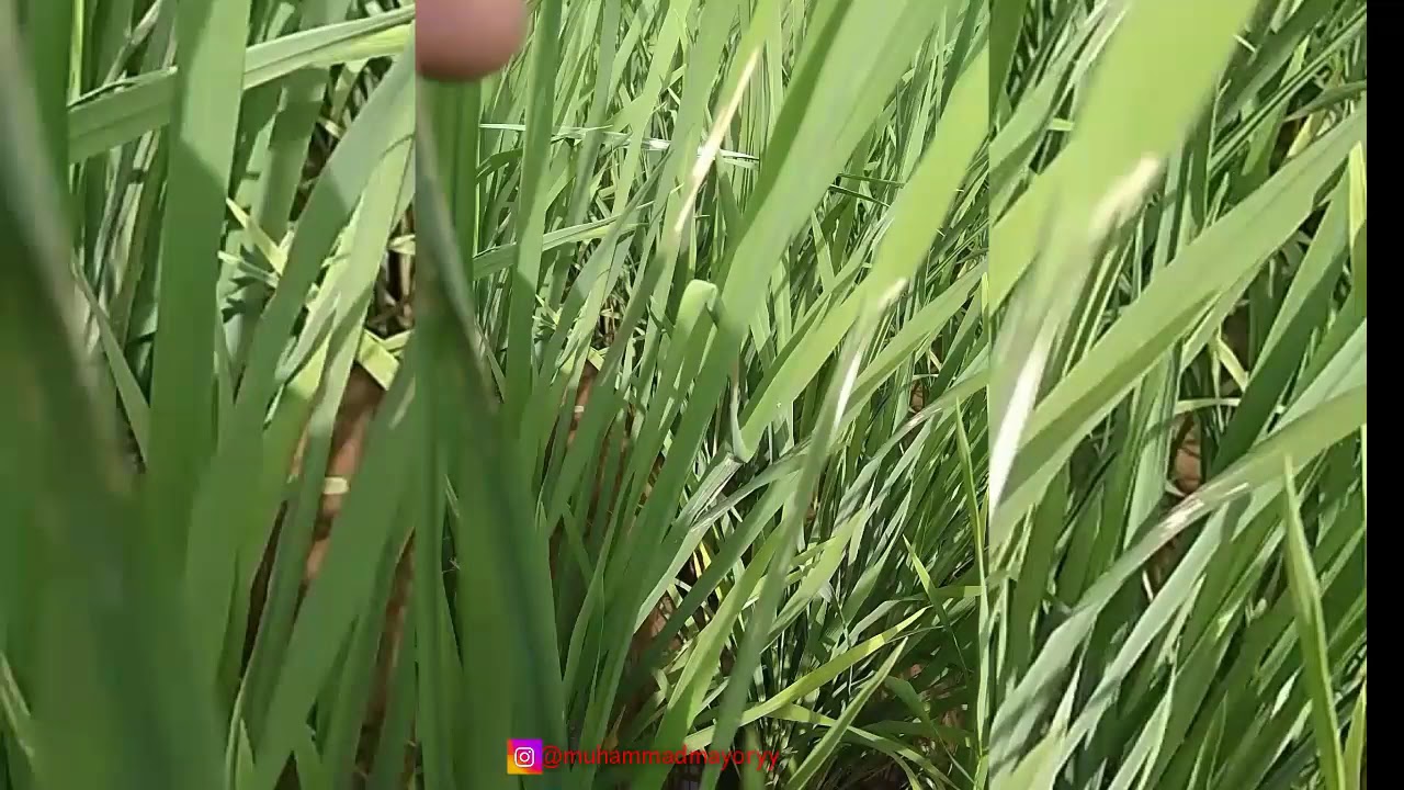 HAMA PADI ~ Ulat Daun Gulung 