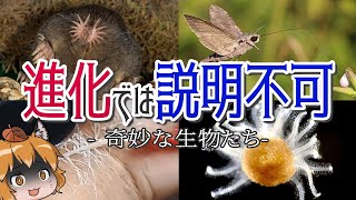 【神秘】進化では説明出来ない奇妙な生き物7選 -パート2- by へんないきものチャンネル 127,363 views 2 months ago 20 minutes