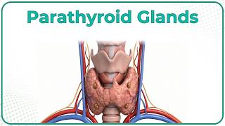 Parathyroid Gland Gross Anatomy (Animation): Blood supply & Nerve supply, Histology & Development