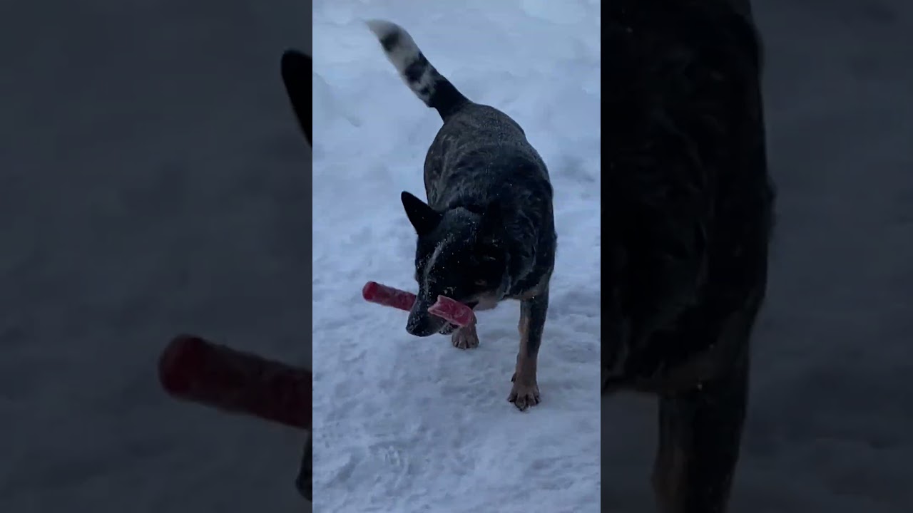 Хэви не смогла играть одновременно с двумя игрушками. Бостон помог ей в этом 