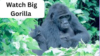 Meet This Family of Mountain Gorillas | Cousins2022 | 421Earth