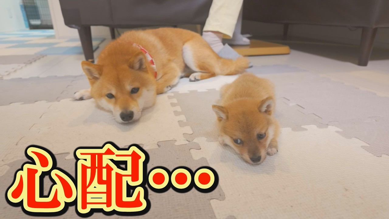 薬を飲んでも元気が無く、食欲もムラがある子犬が少し心配です