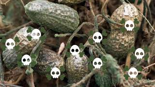 What is aflatoxin (Gonja, high-resolution)