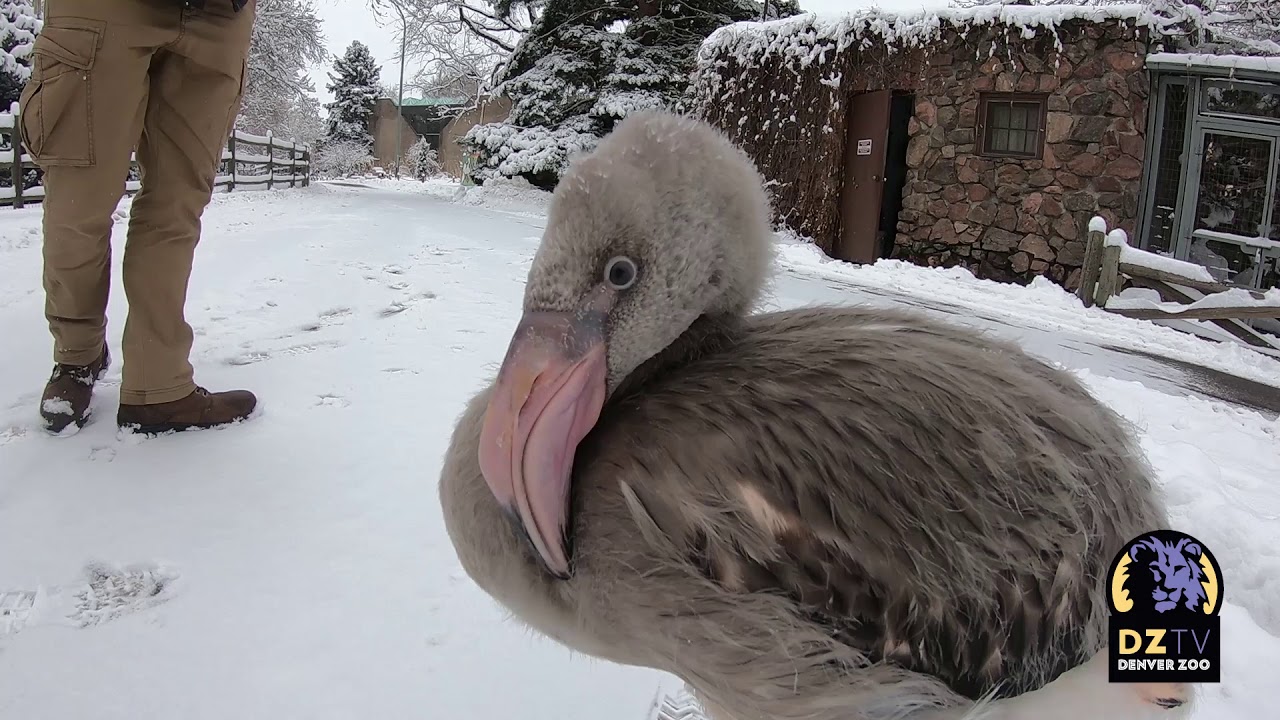 Denver Zoo Chilean Flamingo Chick Experiences Snow for the First Time