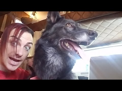 moving companies RV Update | CosmicShift Vlog #6