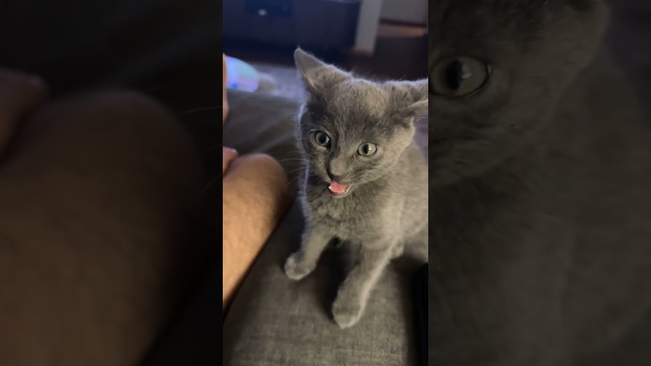 «Заведите котёнка», — сказали они.. 