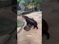 เด้งคือเจ้าป่า#animals #moodeng #zoo #shortvideo #funny #cute #หมูเด้ง #wildlife #food