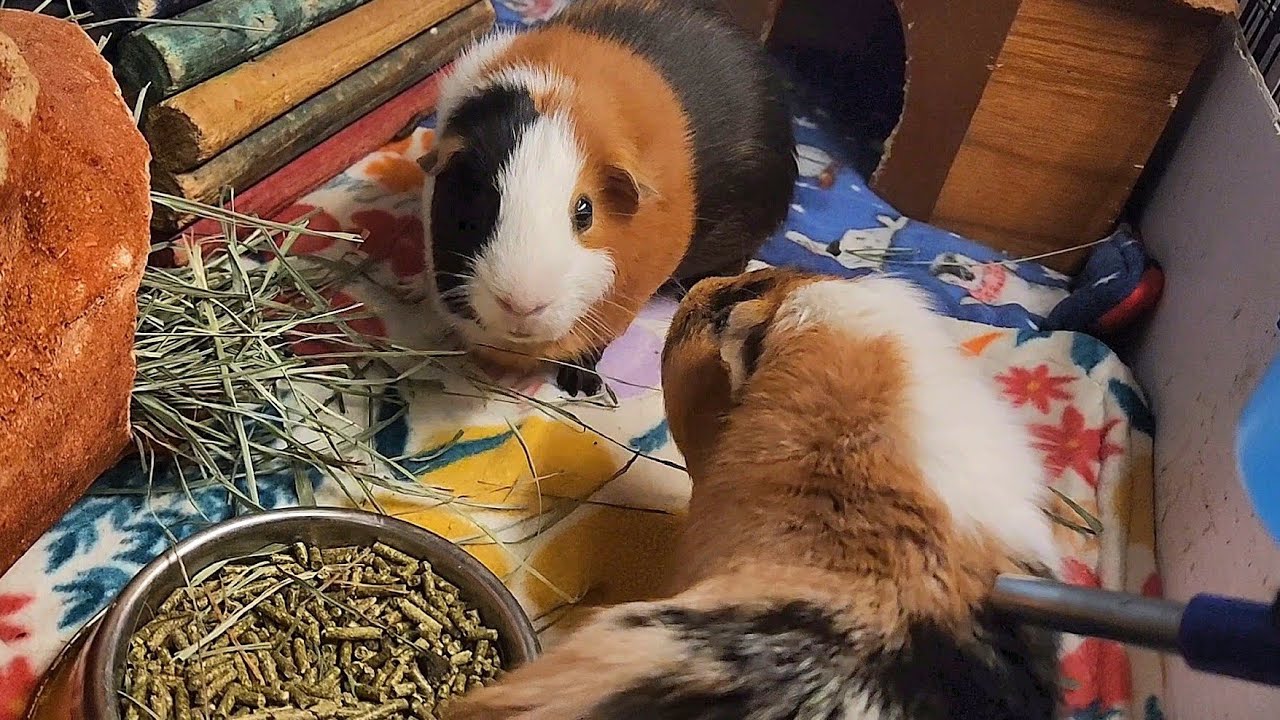 Guinea Pig Fights and How To Stop Them