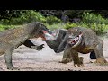 The Ruthlessness Of The Predator! Komodo Furiously Hunts The Baboons That Are Pissing Him Off