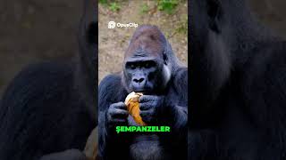 Eski Ve Yeni Dünya Maymunları Farkları Ve Özellikleri