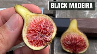 BLACK MADEIRA | TASTING & REVIEW