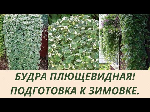 БУДРА ПЛЮЩЕВИДНАЯ ! ГОТОВЛЮ К ЗИМОВКЕ. ОБРЕЗАЮ МАТОЧНИКИ.УКОРЕНЯЮ ЧЕРЕНКИ ДЛЯ РАЗМНОЖЕНИЯ .