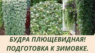 видео: БУДРА ПЛЮЩЕВИДНАЯ ! ГОТОВЛЮ К ЗИМОВКЕ. ОБРЕЗАЮ МАТОЧНИКИ.УКОРЕНЯЮ ЧЕРЕНКИ ДЛЯ РАЗМНОЖЕНИЯ . картинка: БУДРА ПЛЮЩЕВИДНАЯ ! ГОТОВЛЮ К ЗИМОВКЕ. ОБРЕЗАЮ МАТОЧНИКИ.УКОРЕНЯЮ ЧЕРЕНКИ ДЛЯ РАЗМНОЖЕНИЯ .