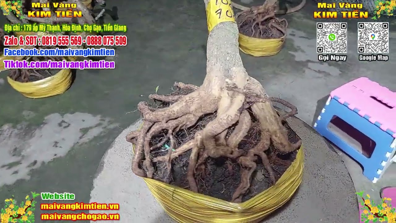 Phôi Mai Thủ Đức Giá Rẻ Bao Ship Bao Sống Toàn Quốc - Mai Vàng Kim Tiền Chợ Gạo