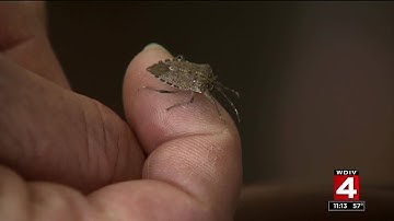 Stink bug invasion plaguing Michigan