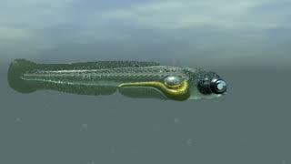 zebra fish larva