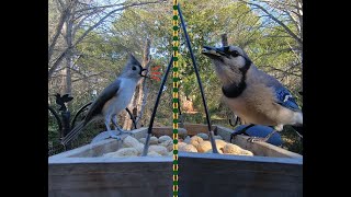 Many Blue Jays, Titmice, Cardinals, Woodpeckers, a Carolina Wren, and Other Birds at the Feeder by Matthew De Seguirant  303 views 3 months ago 7 minutes, 20 seconds