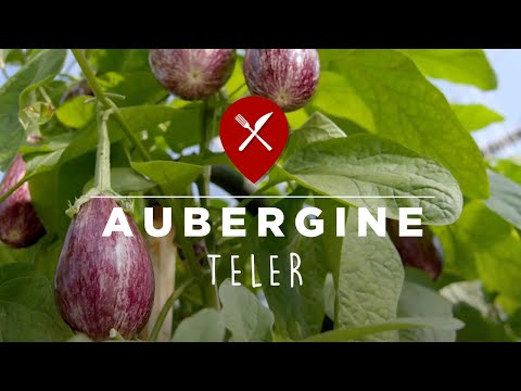 Video: Hebben aubergineplanten ondersteuning nodig: tips voor het uitzetten van aubergines in de tuin