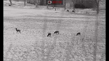 ANIMAL RECORDING | THUNDER 2.0 | Deer in FIeld