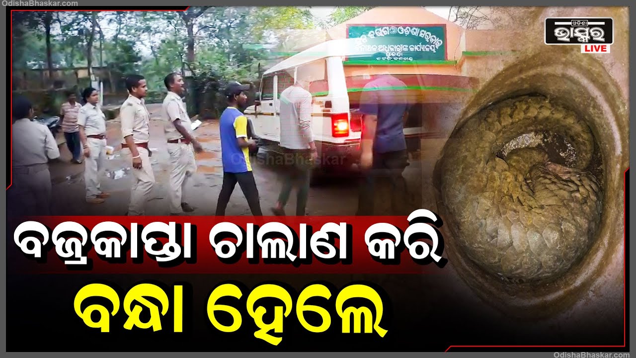 ବଜ୍ରକାପ୍ତାକୁ ଶିକାର କରି ଚାଲାଣ କରୁଥିଲେ ଏହି ୨ ଅଭିଯୁକ୍ତ ଏବେ ବନ ବିଭାଗ ହାତରେ ଧରାପଡ଼ି ବନ୍ଧା ହେଲେ