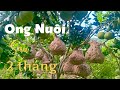 Cận Cảnh Khai Thác Những Tổ Ong Nuôi Sau 2 Tháng
