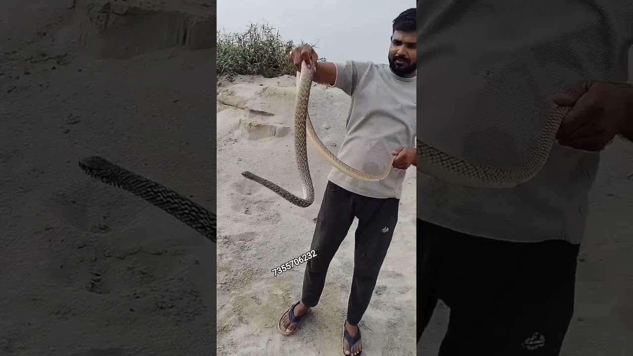 #dhamansnake