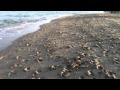 IMG_6356.MOV - Looking at the birds and ocean in Hollywood Florida with my Dad on 1/28/11.