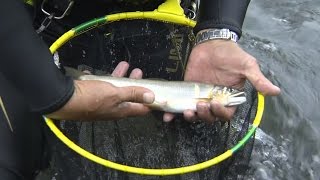 【いつでも釣り気分！】#195 夢の尺鮎を求めて！　巨鮎の聖地・球磨川を攻める