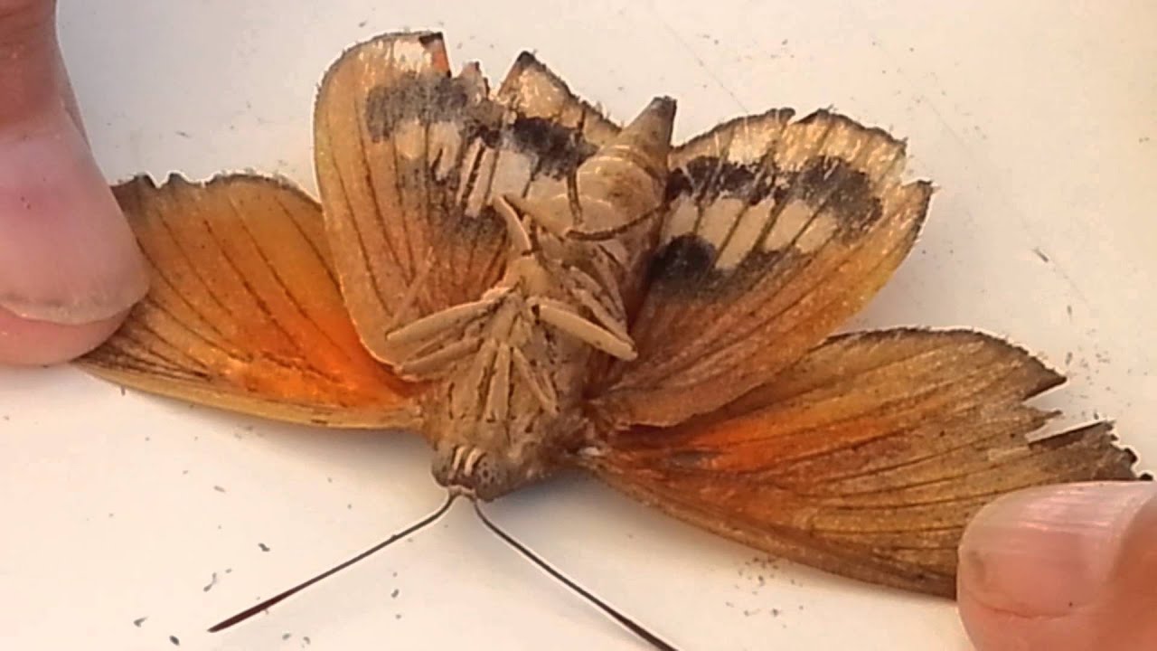 papillon tueur de palmier YouTube — free download