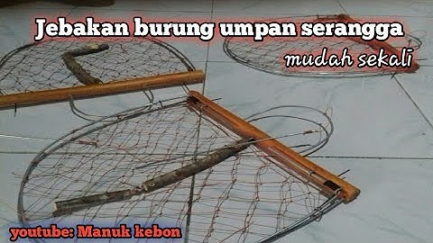 jebakan burung kacer dan cendet tanpa jontrot